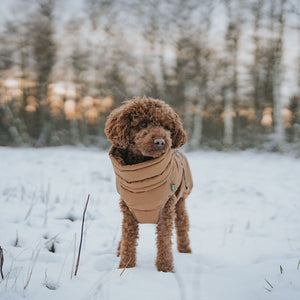 Dog Coat Paxson Kutyakabát Tacskó Alkatú Kutyáknak