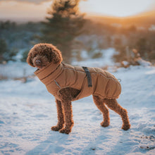 Dog Coat Paxson Kutyakabát Tacskó Alkatú Kutyáknak