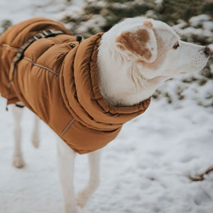 Dog Coat Paxson Kutyakabát Tacskó Alkatú Kutyáknak