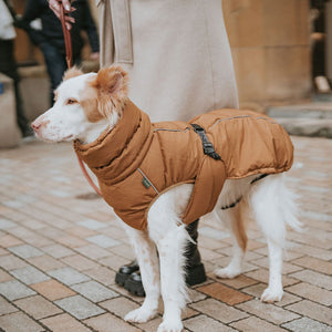 Dog Coat Paxson Kutyakabát Tacskó Alkatú Kutyáknak