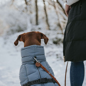 Dog Coat Paxson Kutyakabát Tacskó Alkatú Kutyáknak