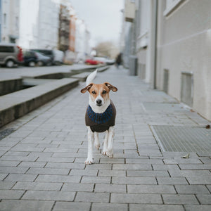 Dog Pullover Odense