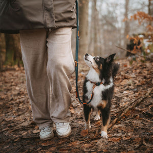 Training Leash Malia