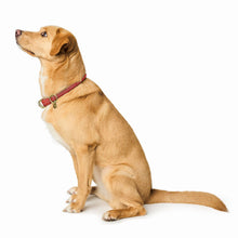 Training Collar Malibu