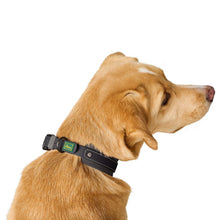 Collar Havanna Mini