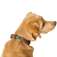Collar Havanna Mini