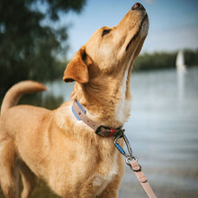 Training leash Havanna 20/200