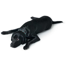Dog Collar Madona