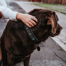 Dog Collar Madona