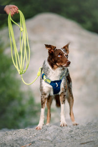 Woolly Wolf Long Rope Póráz