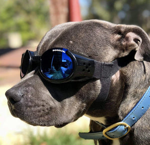 Doggles ILS Kutya Szemüveg