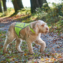 Safety waistcoat for dogs