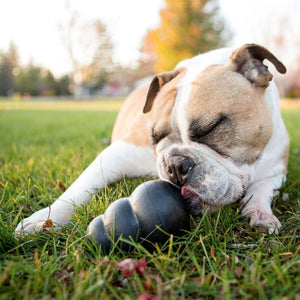 Dog toy KONG® Extreme