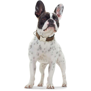 Collar Hunting Alu-Strong