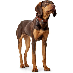 Collar Cody