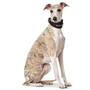 Greyhound collar Larvik Style