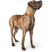 Collar Cannes Alu-Strong