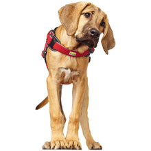 Harness Manoa Vario Quick Light