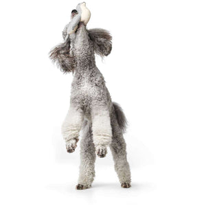 Dog toy Skagen