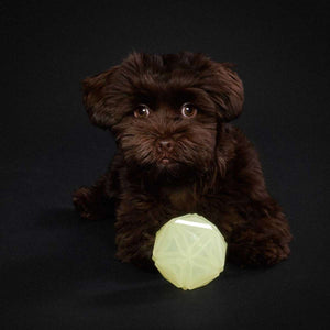 Dog toy Kisa