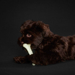 Dog toy Kisa